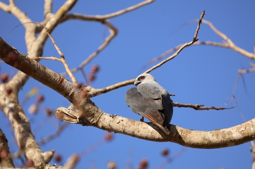 Plumbeous Kite
