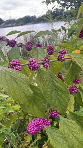 American beautyberry