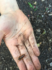 Ceuthophilus californianus