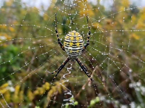 Banded Garden Spider