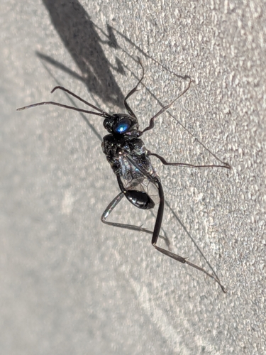 Blue-eyed Ensign Wasp