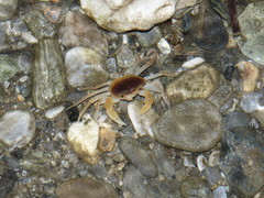 Geothelphusa bicolor