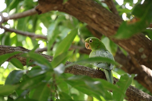 White-eyed Parakeet