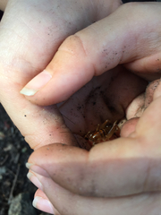 Ceuthophilus californianus