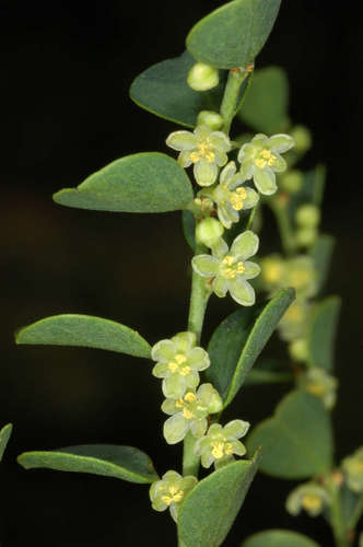 Image of Phyllanthus saxosus by (c) Chris Lindorff, some rights reserved (CC BY)