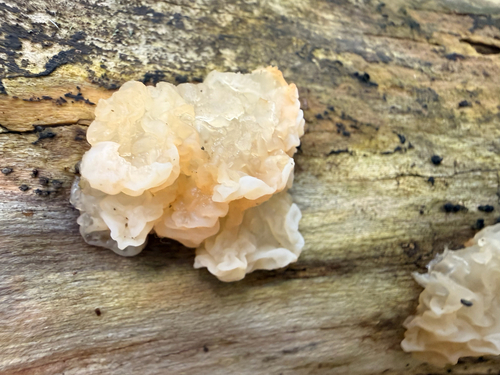 white jelly fungus