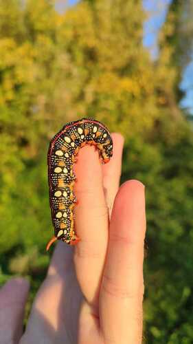 Leafy Spurge Hawkmoth