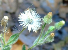 Pseudoconyza viscosa