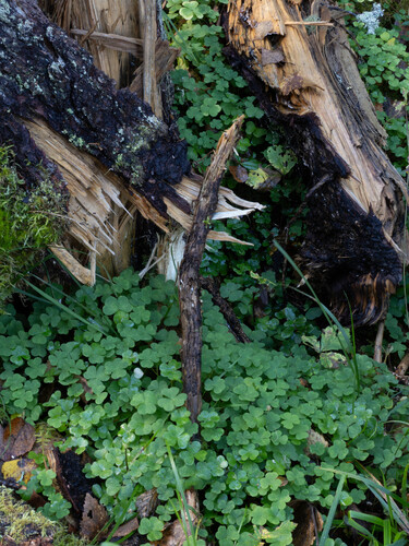 European wood-sorrel