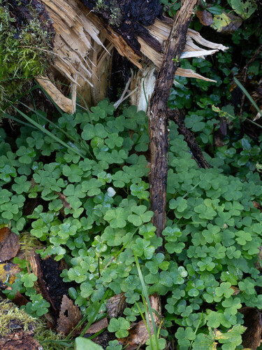 Oxalis acetosella, photograph 4