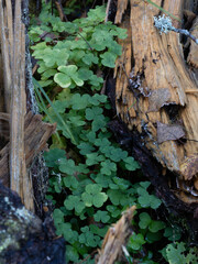 Oxalis acetosella, photograph author not stated, no rights reserved