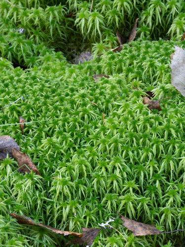Crome Sphagnum