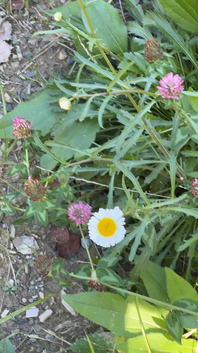 oxeye daisy