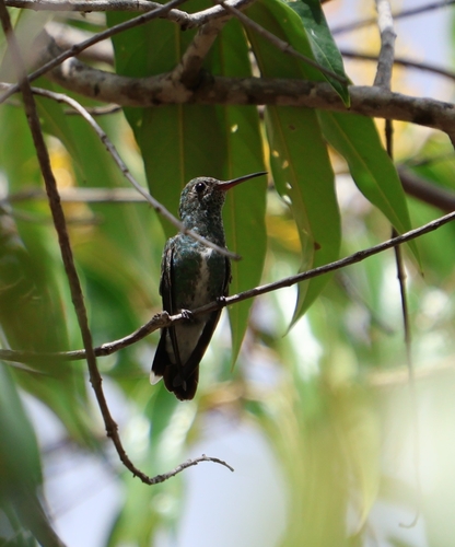 Glittering-throated Emerald