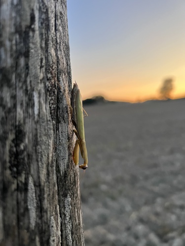 European Mantis