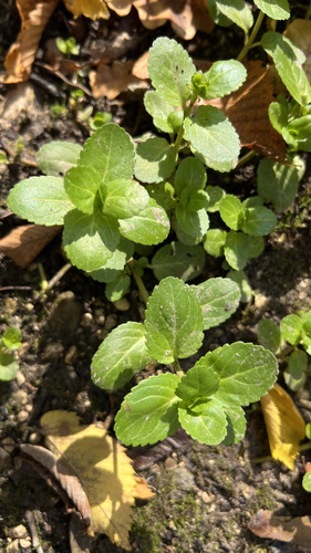 Brooklime