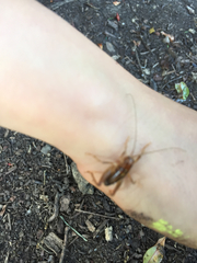 Ceuthophilus californianus