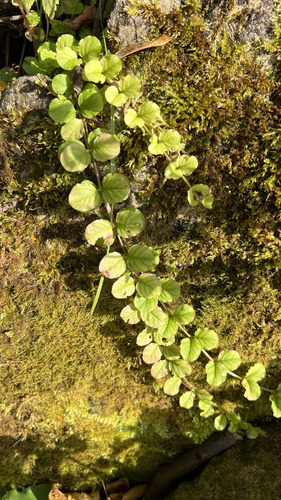 creeping Jenny