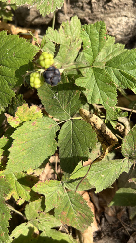 European dewberry