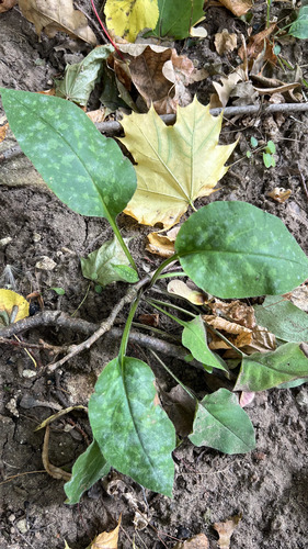 Suffolk Lungwort