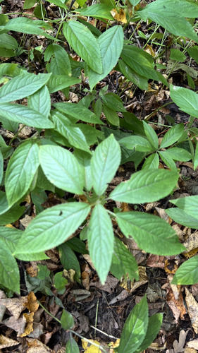Dog's Mercury