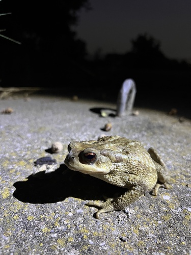 Spiny Toad