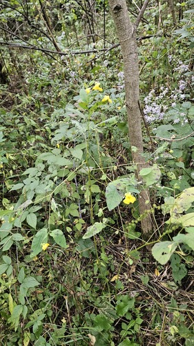 Impatiens pallida, photograph 6