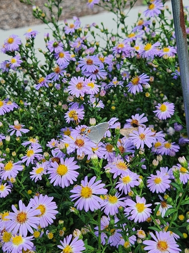 Gray Hairstreak