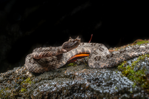 fi-si-pan horned pit viper
