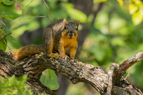 Eastern Fox Squirrel