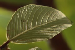 Bridelia retusa