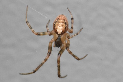 Silver-sided Sector Spider