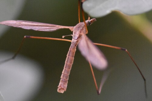 European Crane Fly