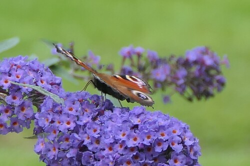 European Peacock Butterfly