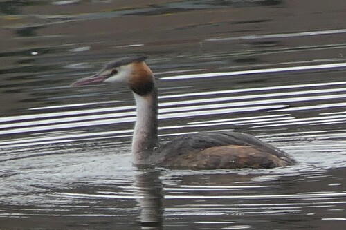 Great Crested Grebe
