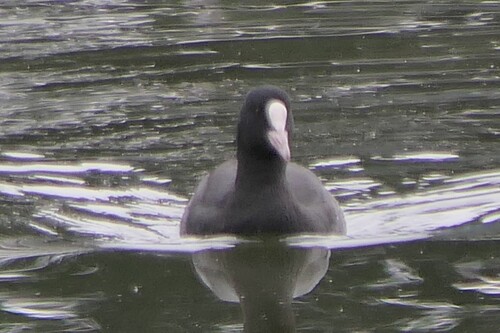 Eurasian Coot
