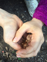 Ceuthophilus californianus