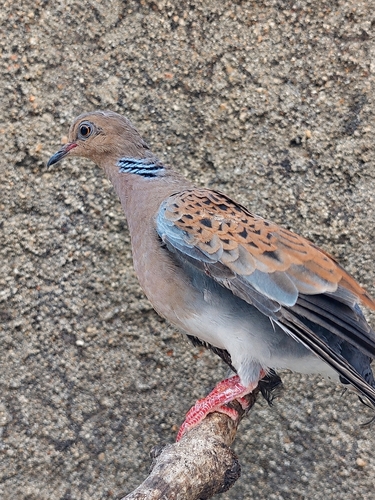European Turtle-Dove
