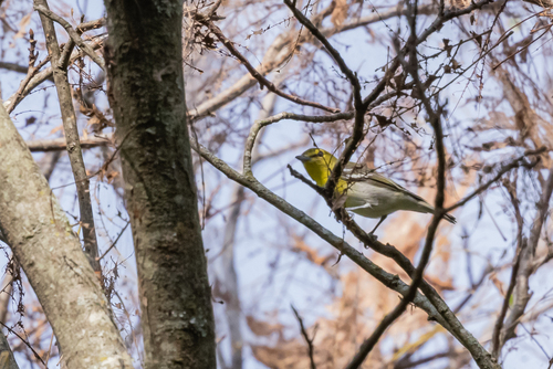 Yellow-throated Vireo