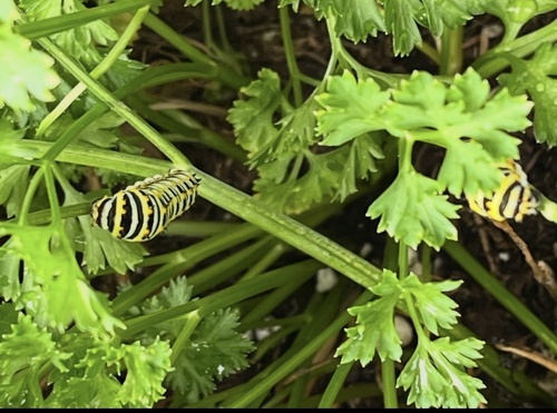 Eastern Black Swallowtail