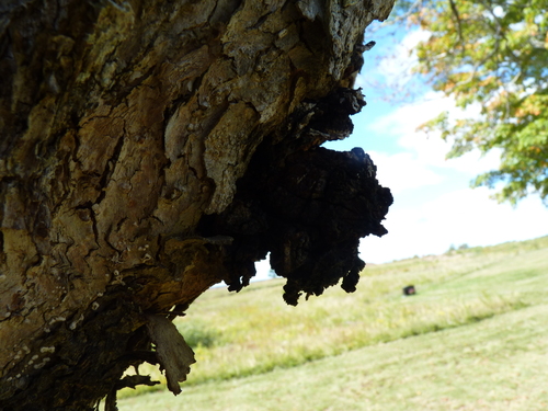 chaga