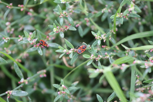 Polygonum aviculare, photograph 2