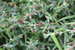 (c) olmagon, some rights reserved (CC BY) Polygonum aviculare, photograph (c) olmagon, some rights reserved (CC BY)