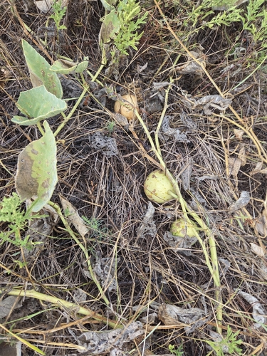 Buffalo Gourd