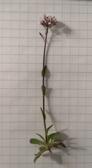 Noccaea caerulescens