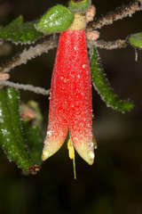 Correa reflexa scabridula