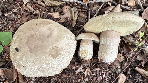 Summer Bolete