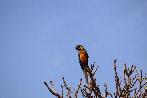 Blue-and-yellow Macaw