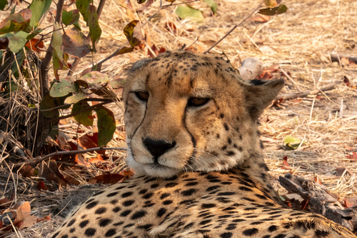 Southern and Eastern African Cheetah