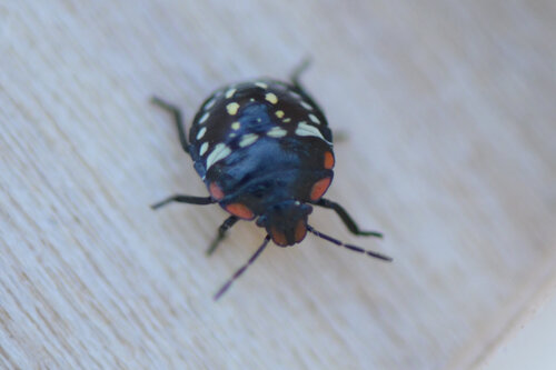 Southern Green Stink Bug